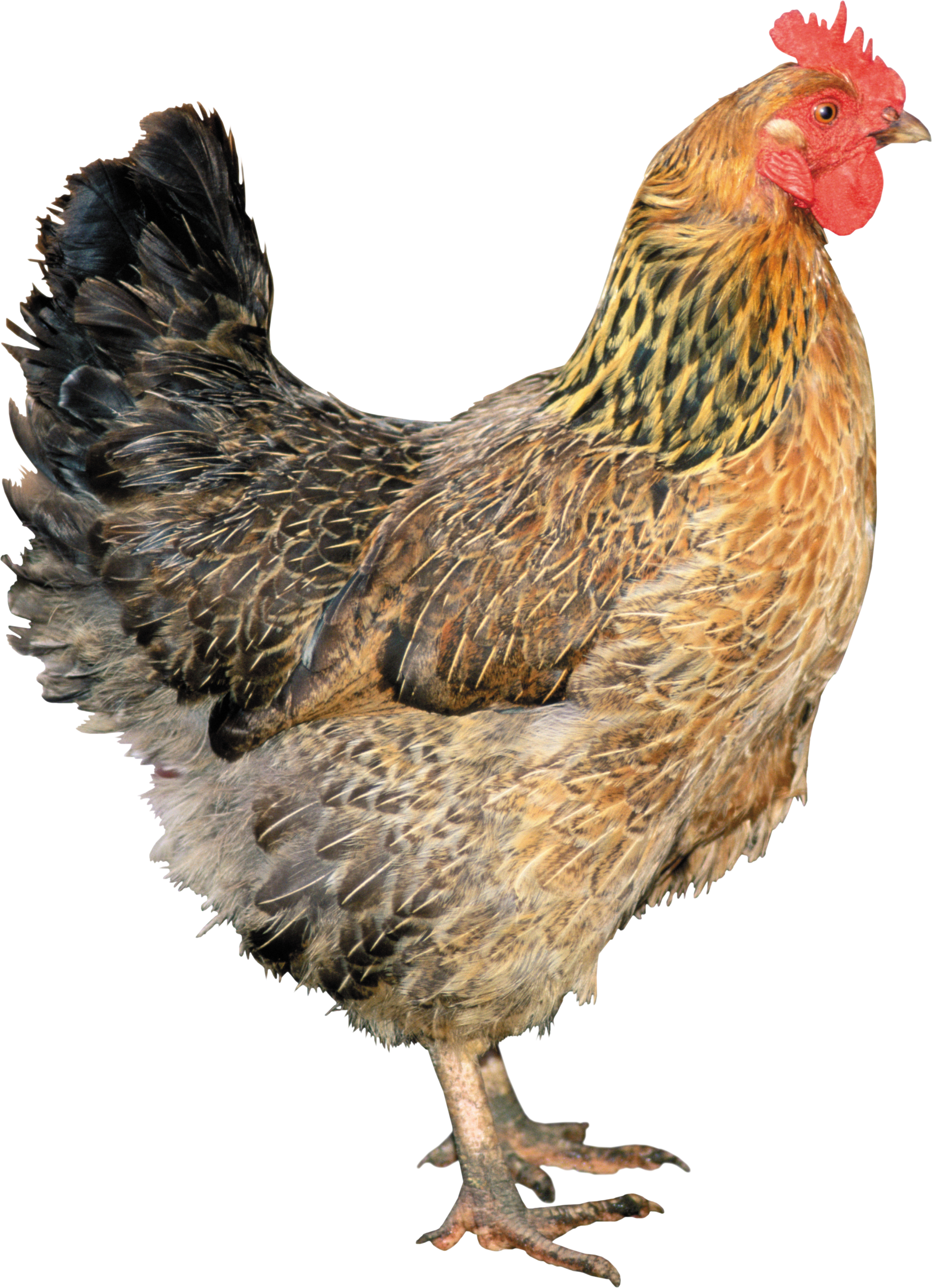 Chicken HD PNG