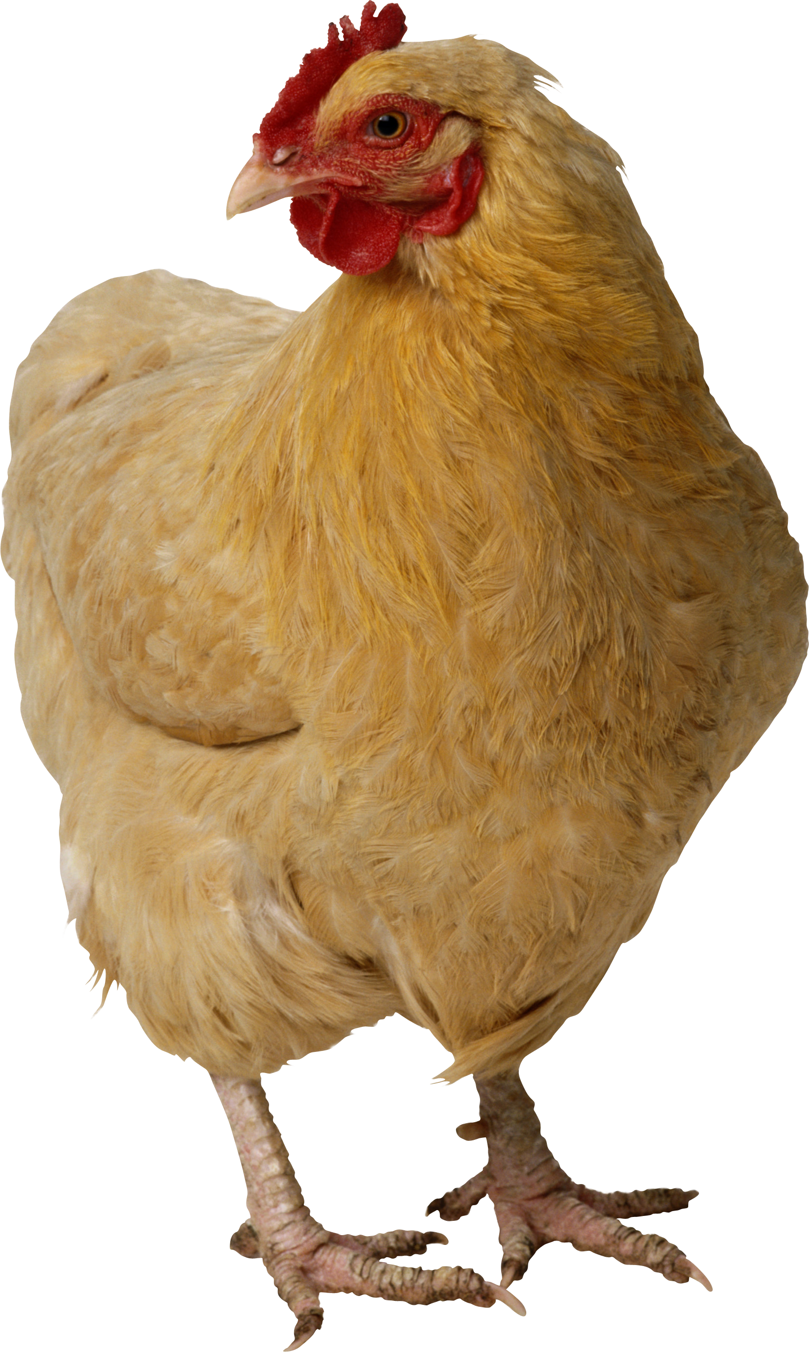 Chicken PNG - 24493
