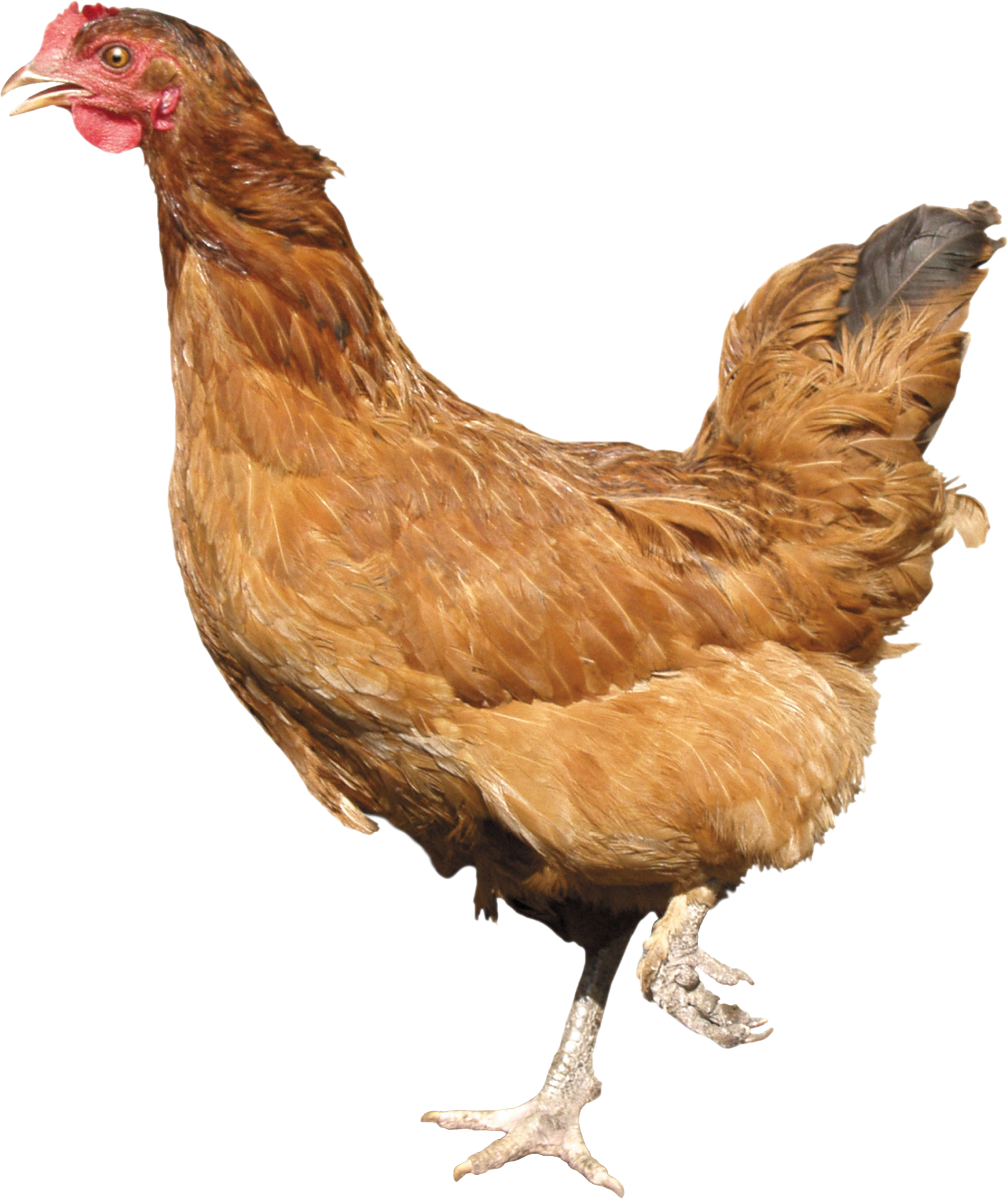 Chicken Transparent PNG