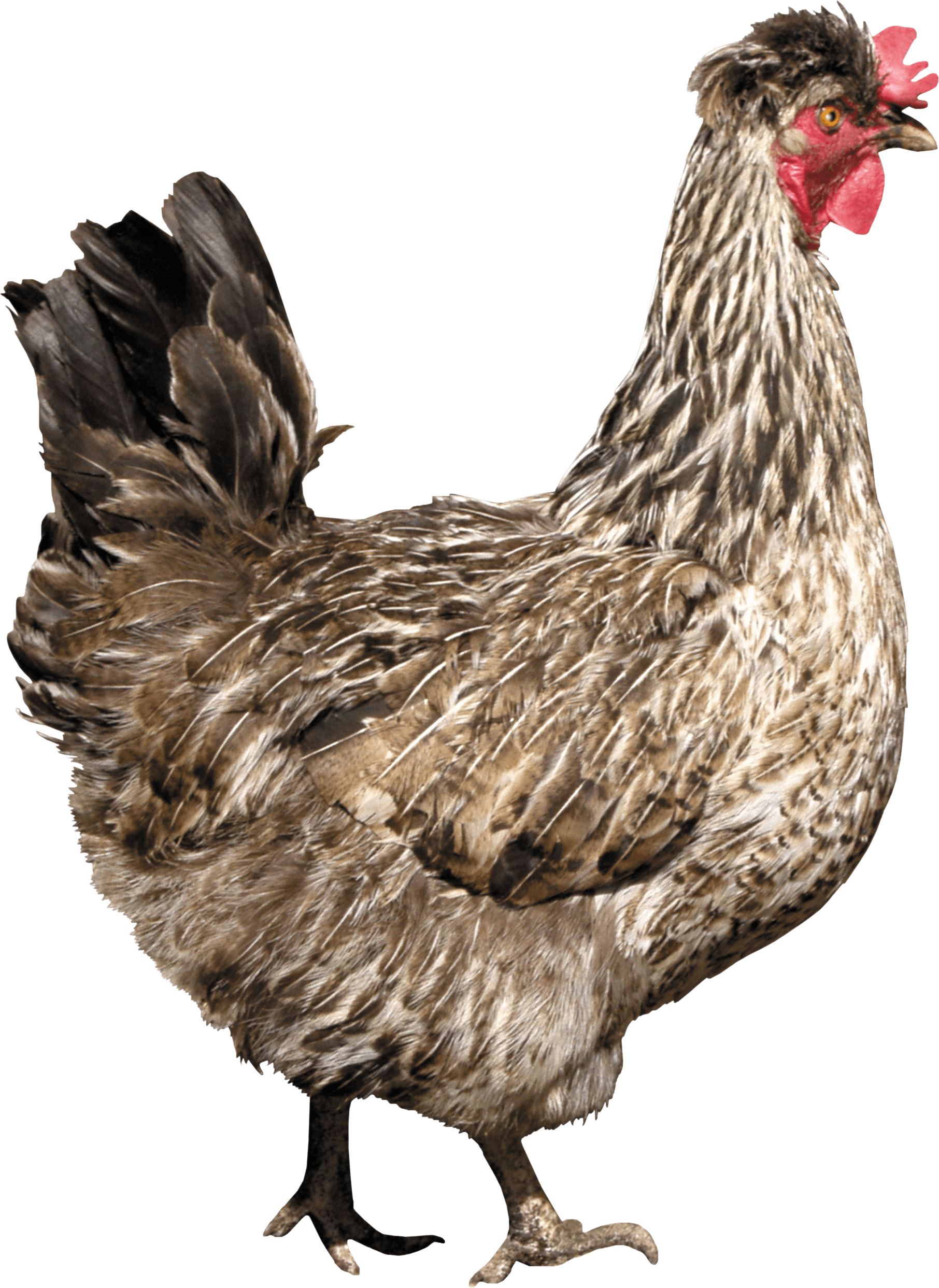 Chicken PNG - 24484