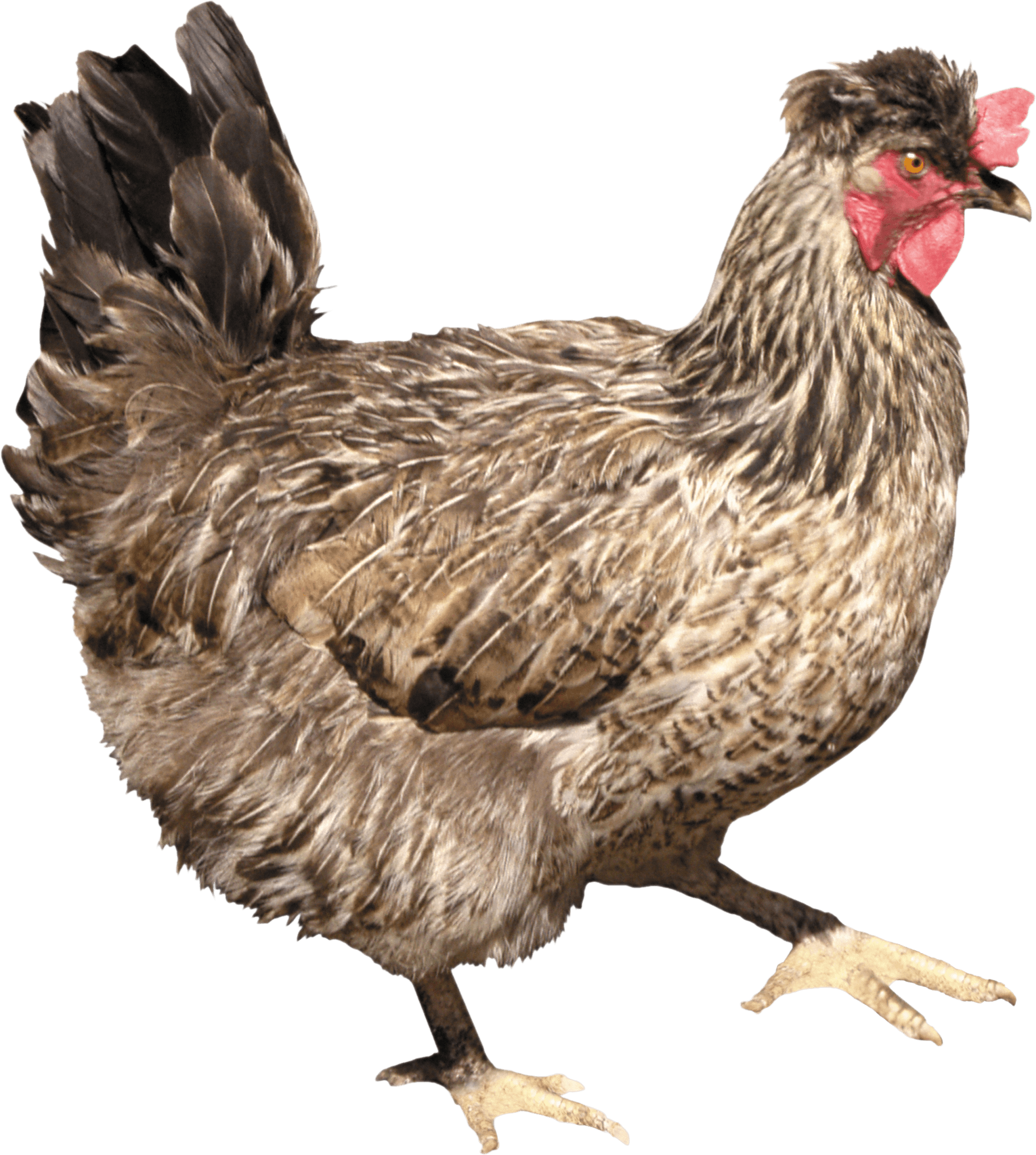 Chicken PNG - 24483