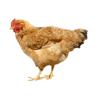 Chicken PNG - 24485