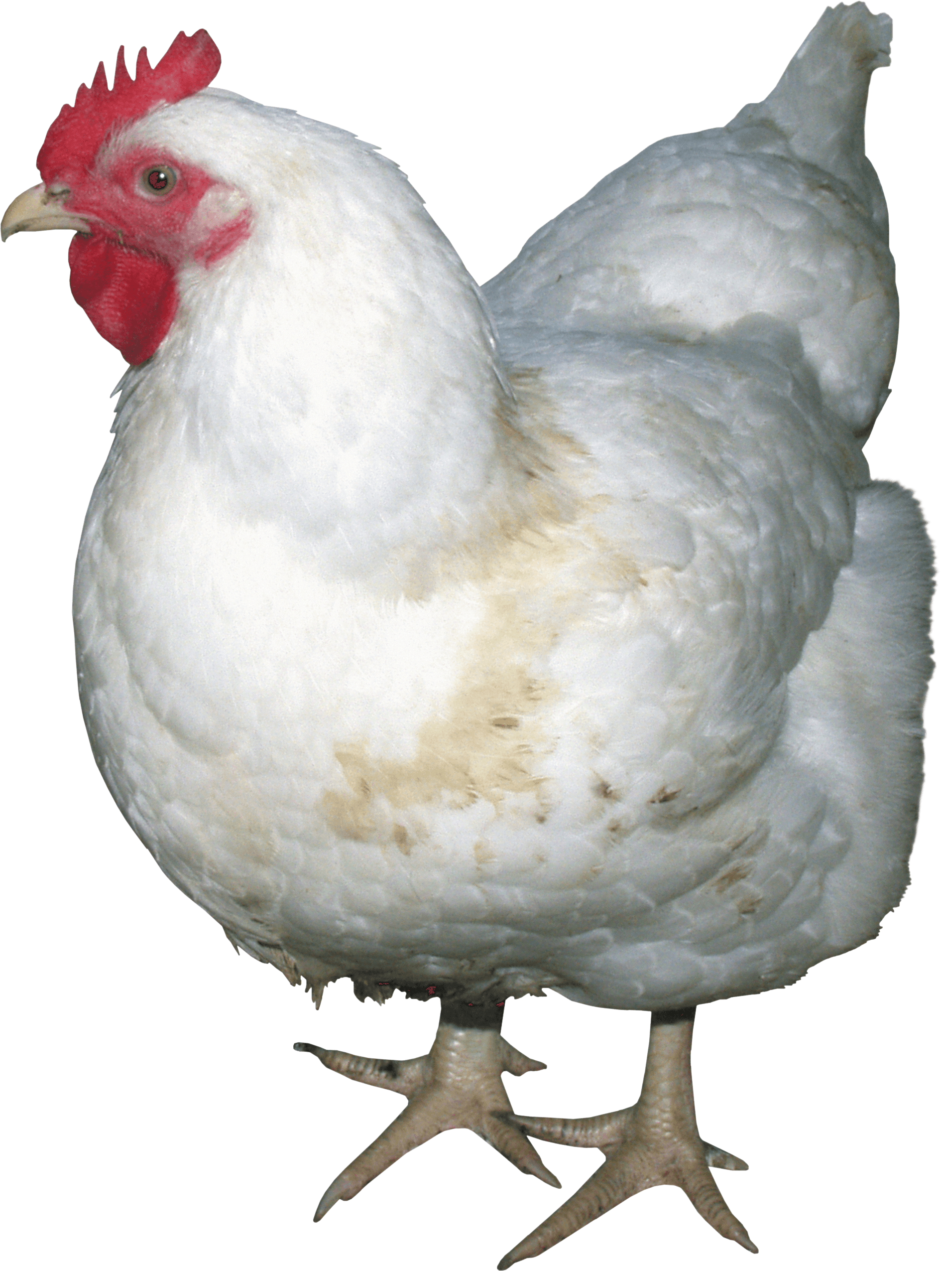 Chicken PNG - 24491