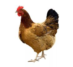 Chicken PNG - 6793