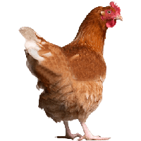 Chicken PNG - 6781