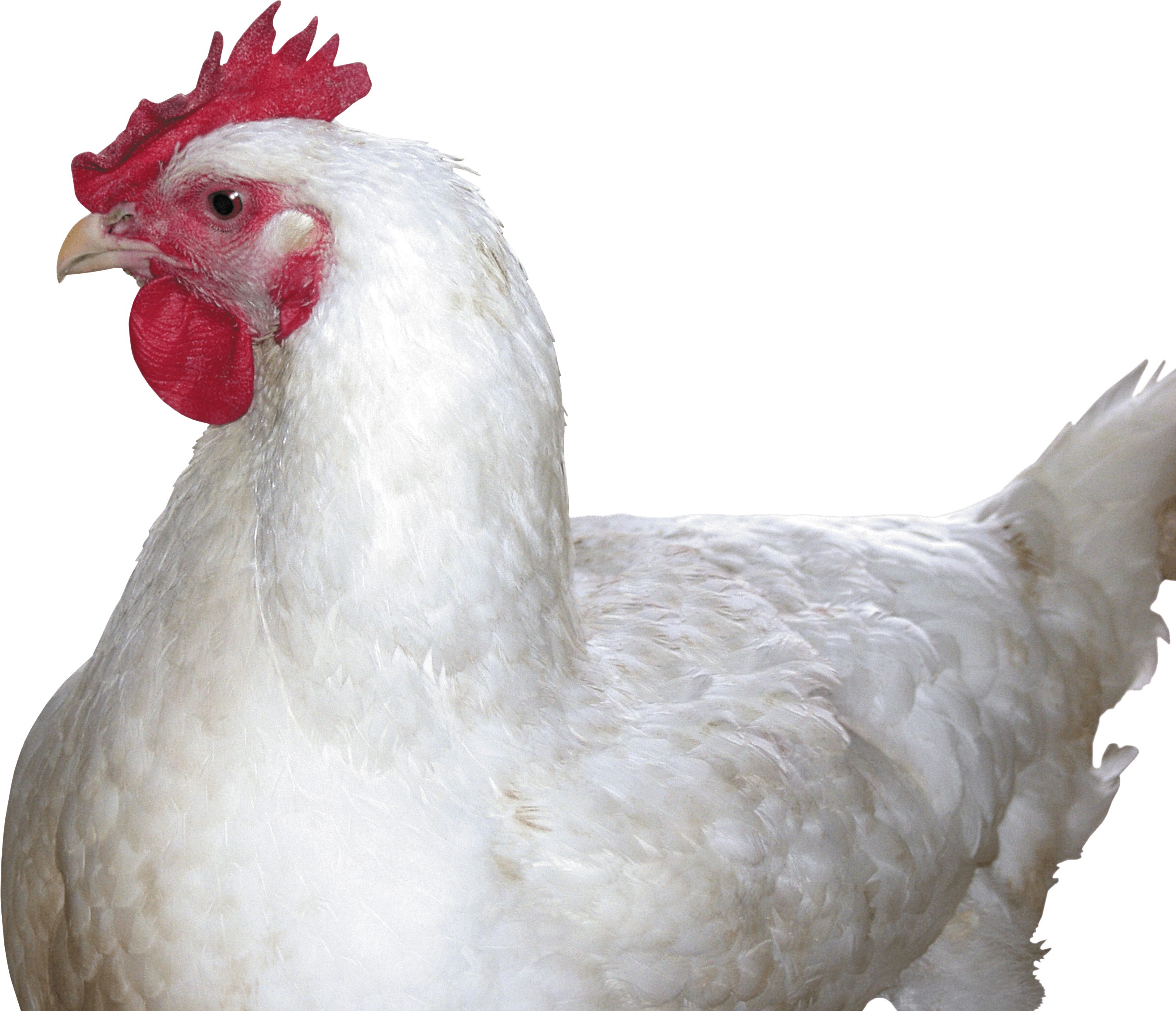 Chicken PNG - 6790
