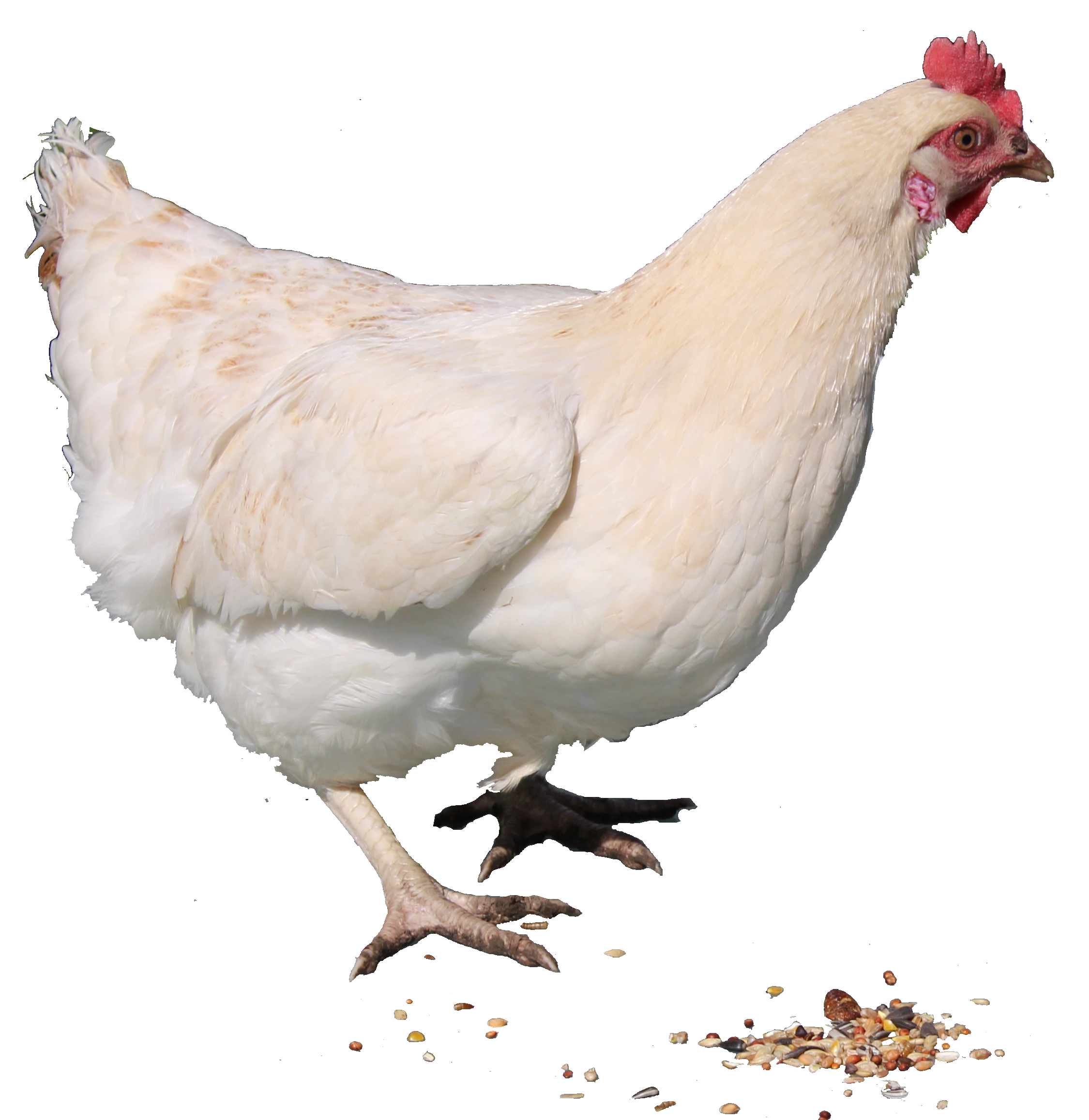 Chicken PNG - 24488