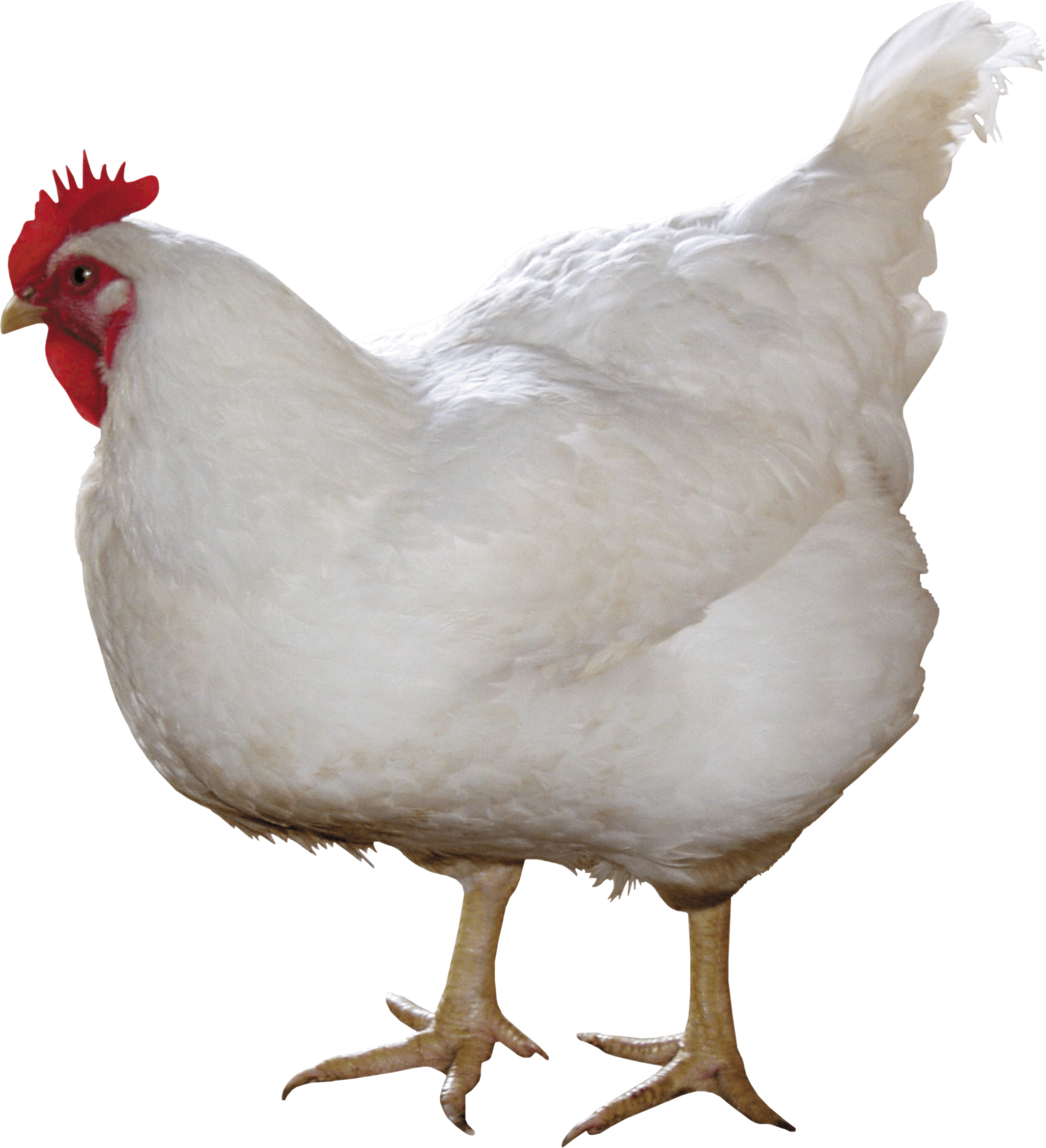 Chicken PNG - 24480