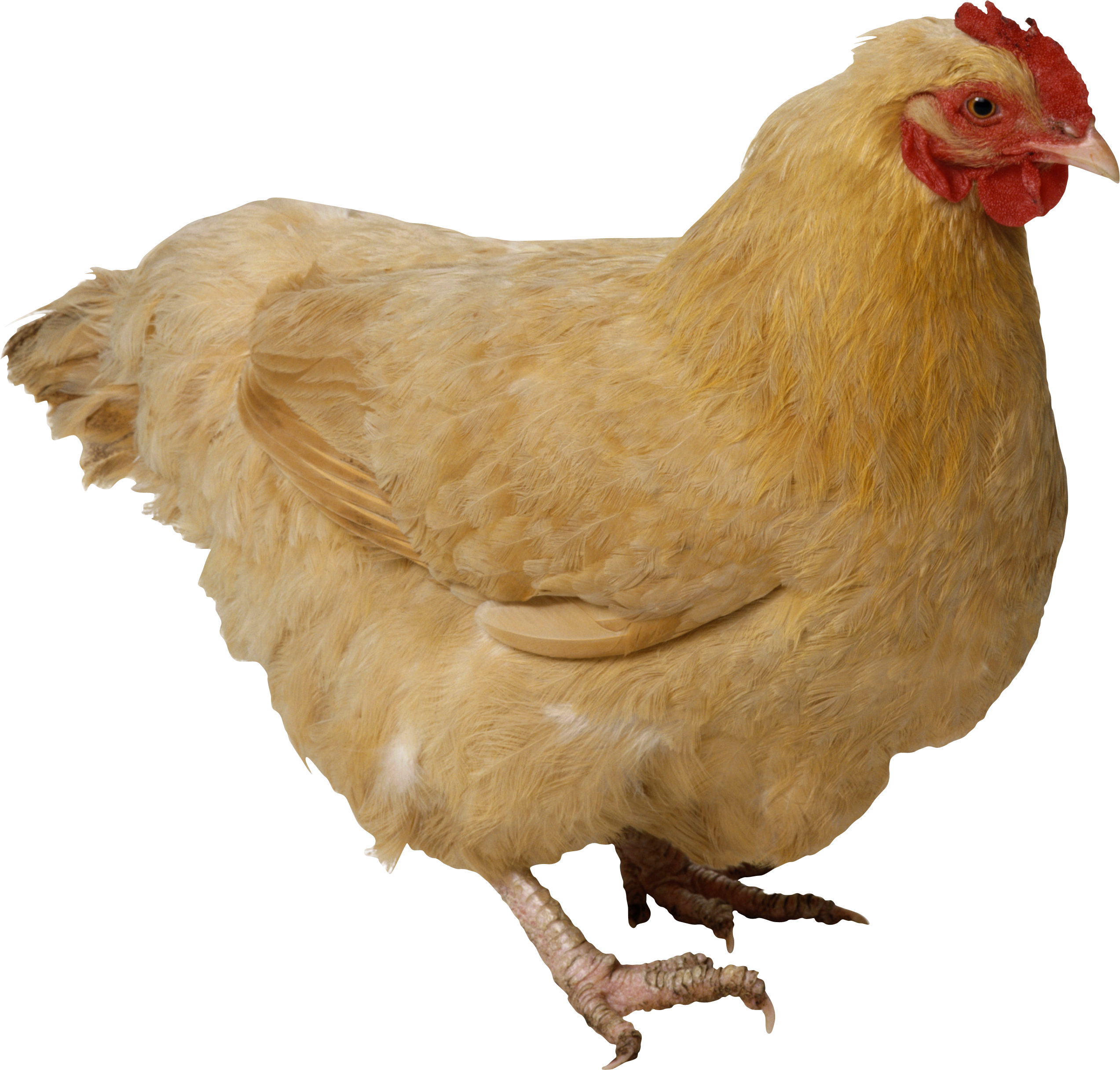 Collection of Chiken PNG HD. | PlusPNG