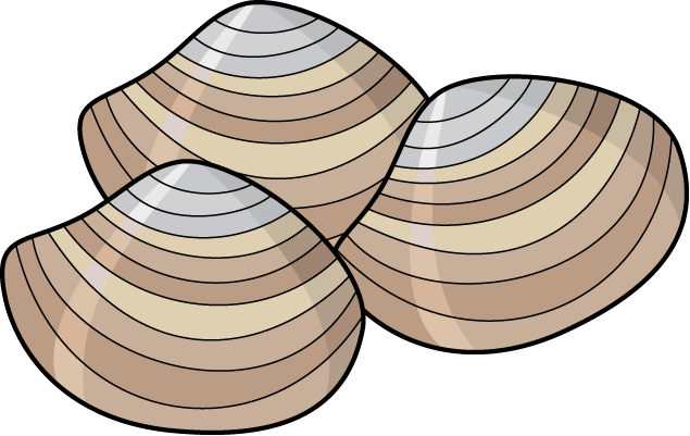 Beautiful Clam with Pearl PNG