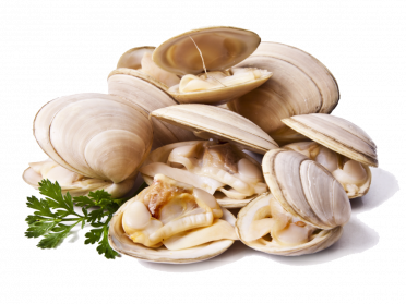 Clam PNG HD - 123973