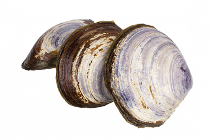 Clam PNG HD - 123975
