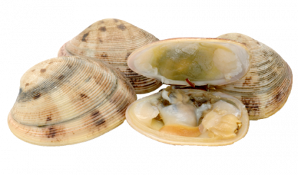 Clam PNG HD - 123971