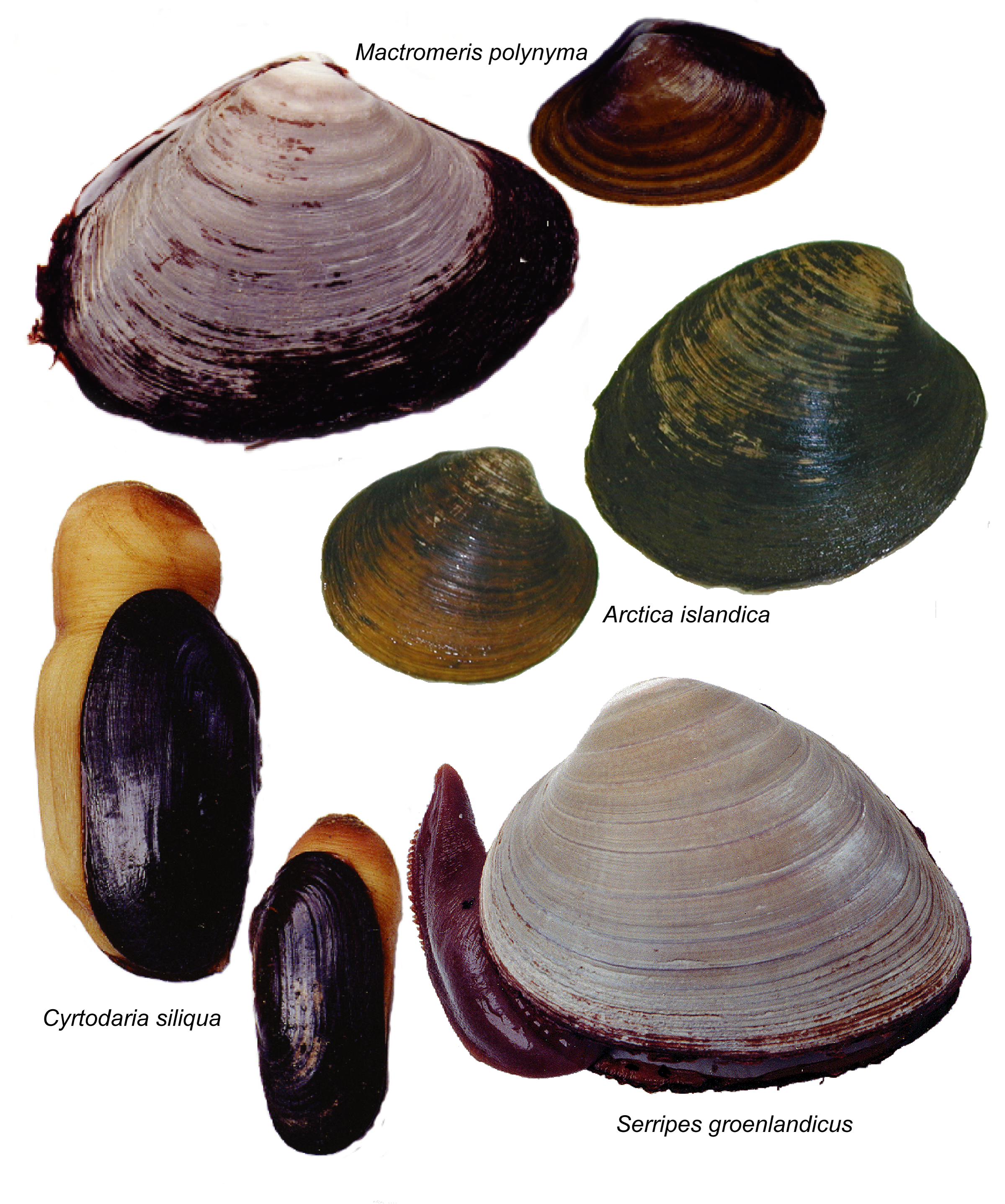 Clam PNG HD - 123974