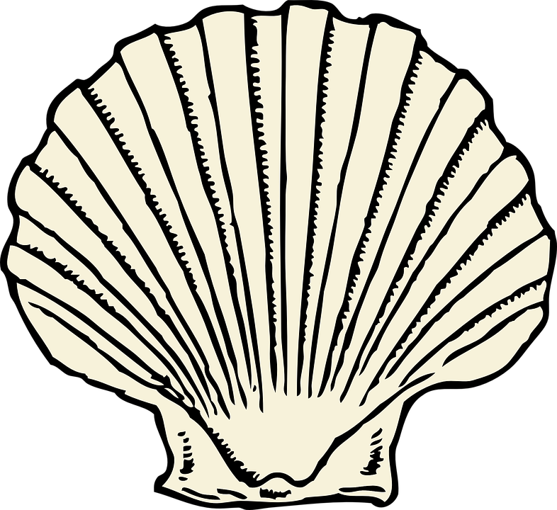 Clam PNG HD - 123966