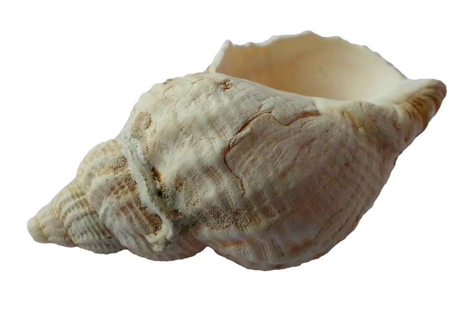 Scallop, Clam, Shell, Seashel