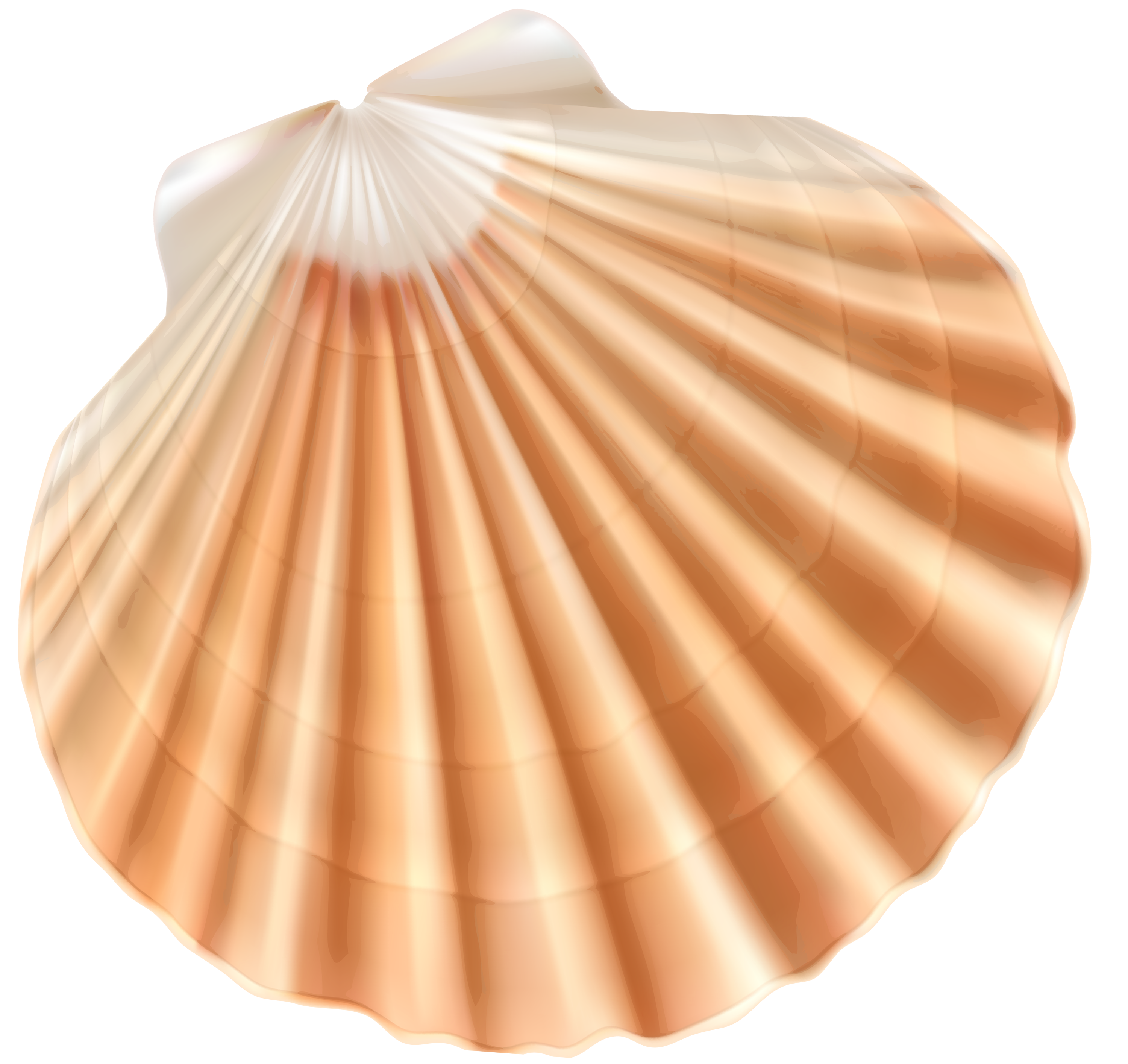 Clam PNG HD - 123969