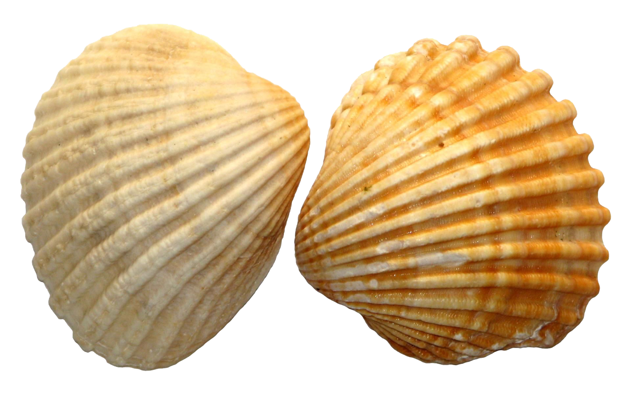 Clam PNG HD - 123964