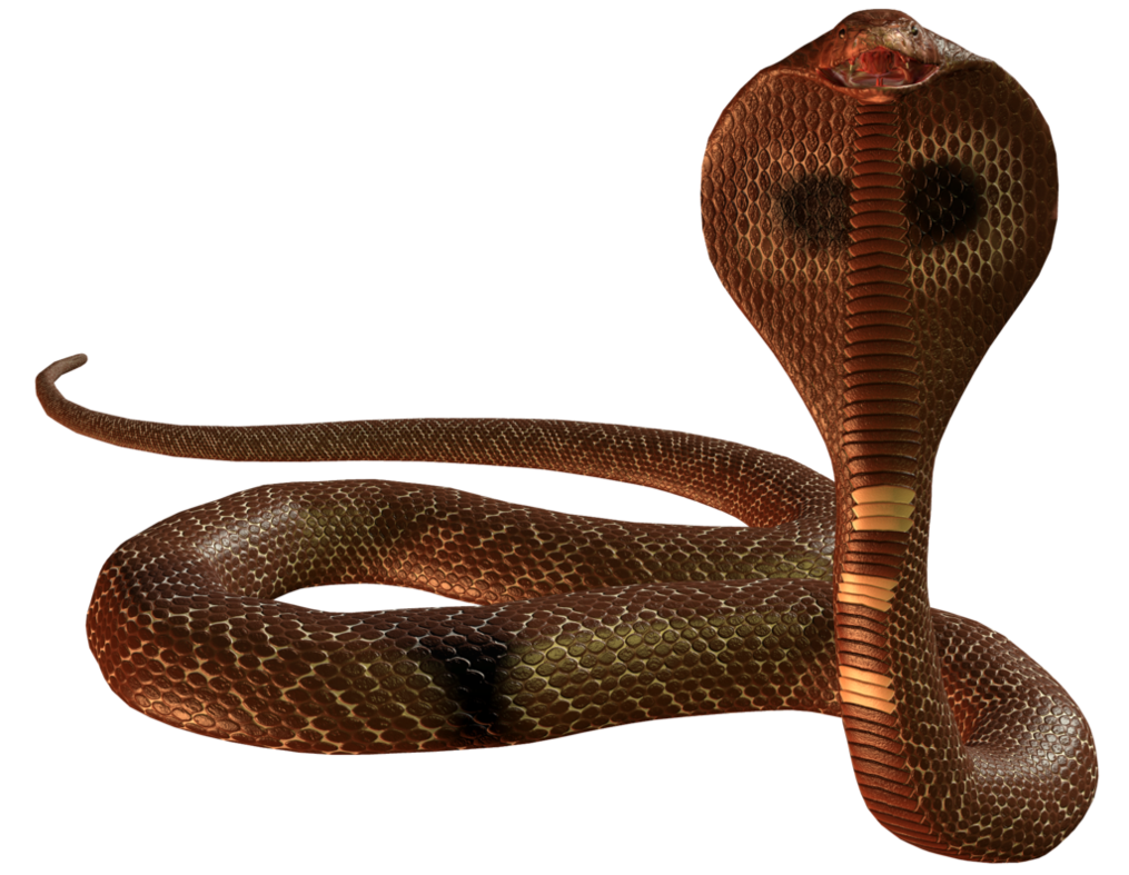 Cobra Snake PNG HD - 136748