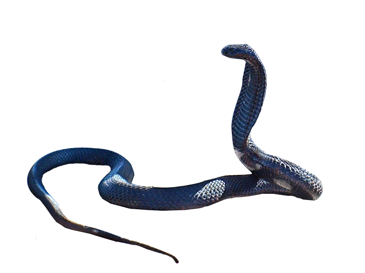 Cobra Snake PNG HD - 136752