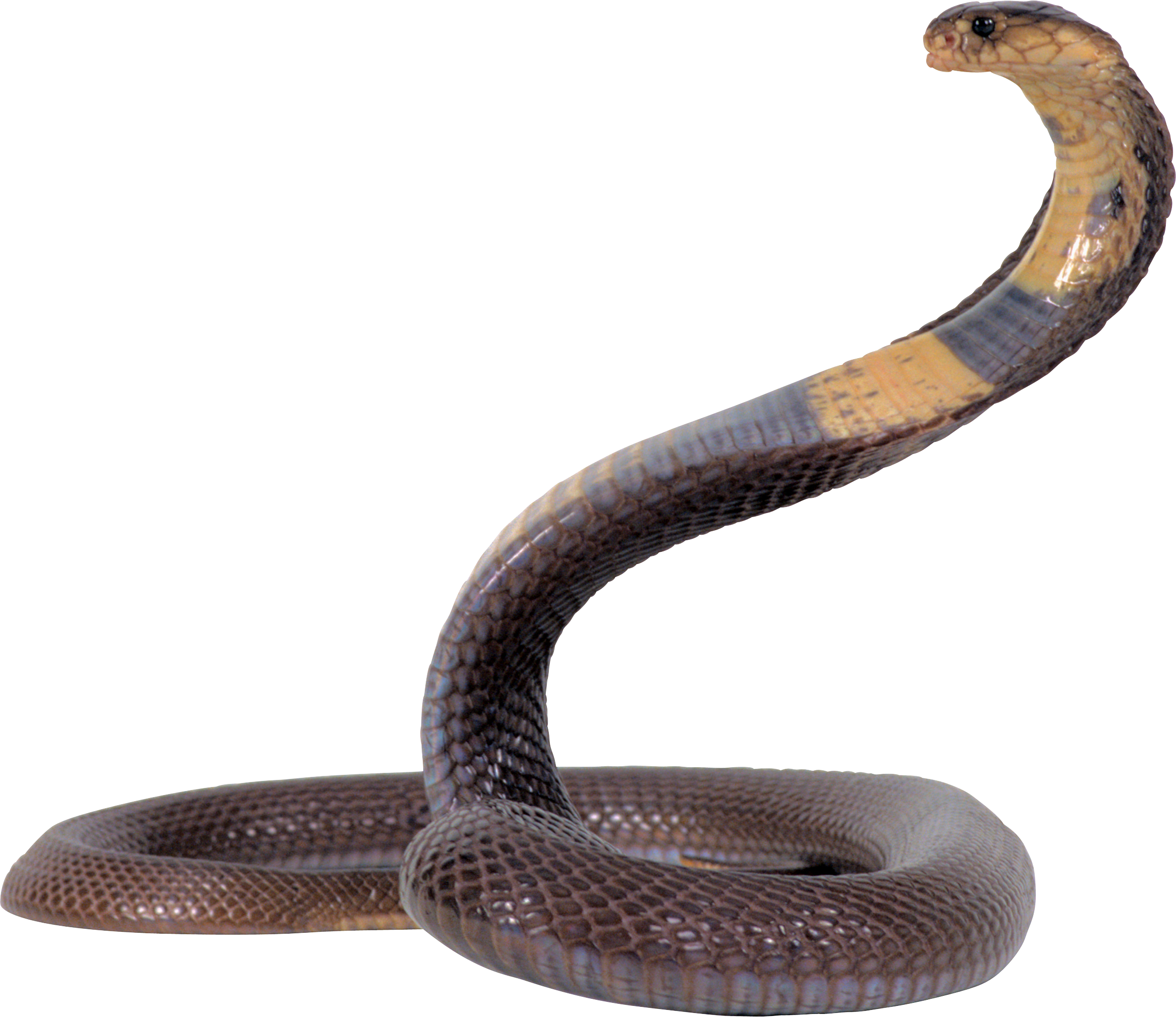 Cobra Snake PNG HD - 136742
