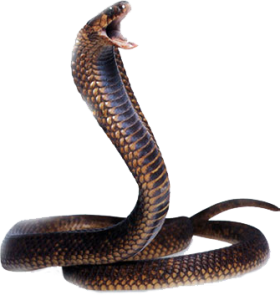 Cobra Snake PNG HD - 136744
