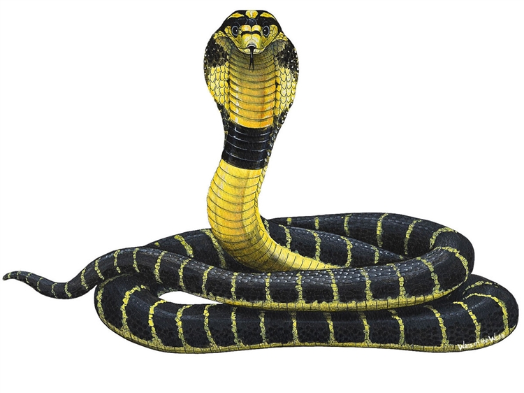 Cobra Snake PNG HD - 136749