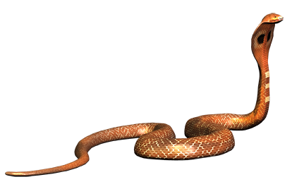 Cobra Snake PNG HD - 136745