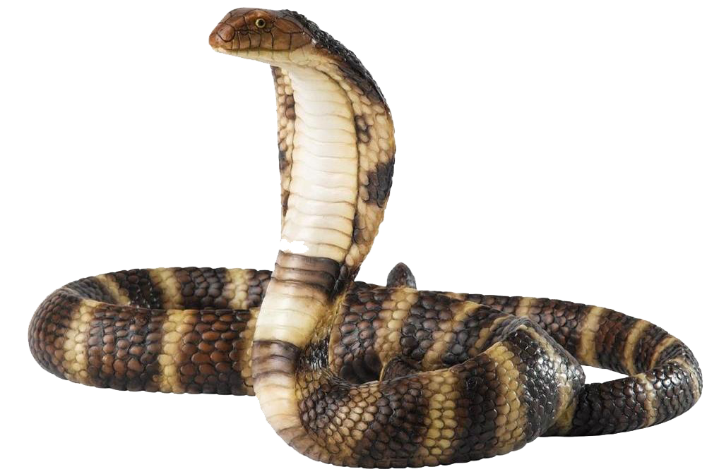 Cobra Snake PNG HD - 136743