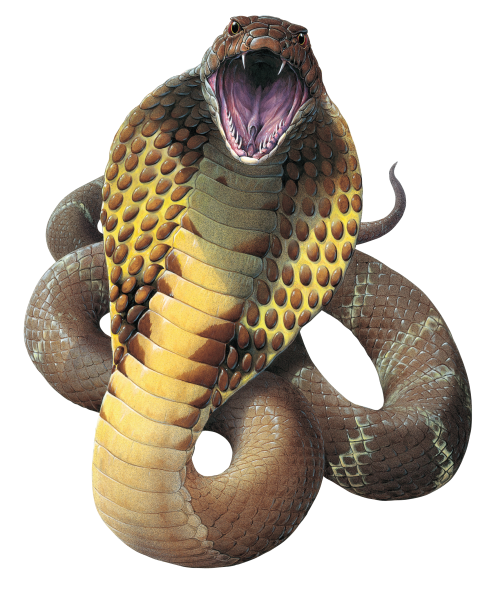 Cobra Snake PNG HD-PlusPNG.co