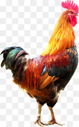 Rooster, Cockerel, Cock, Male
