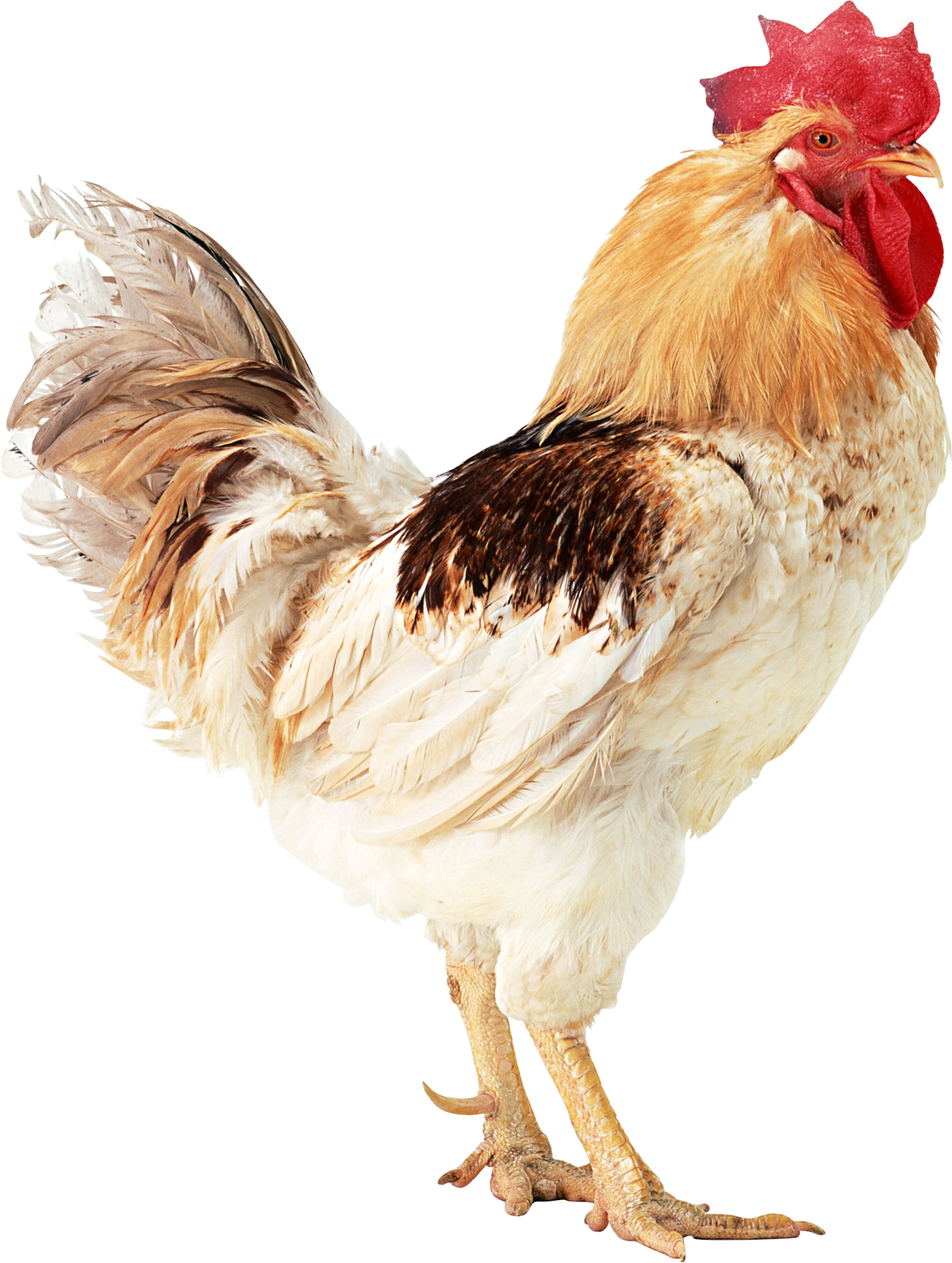 Chicken · Cock PNG - Animal 