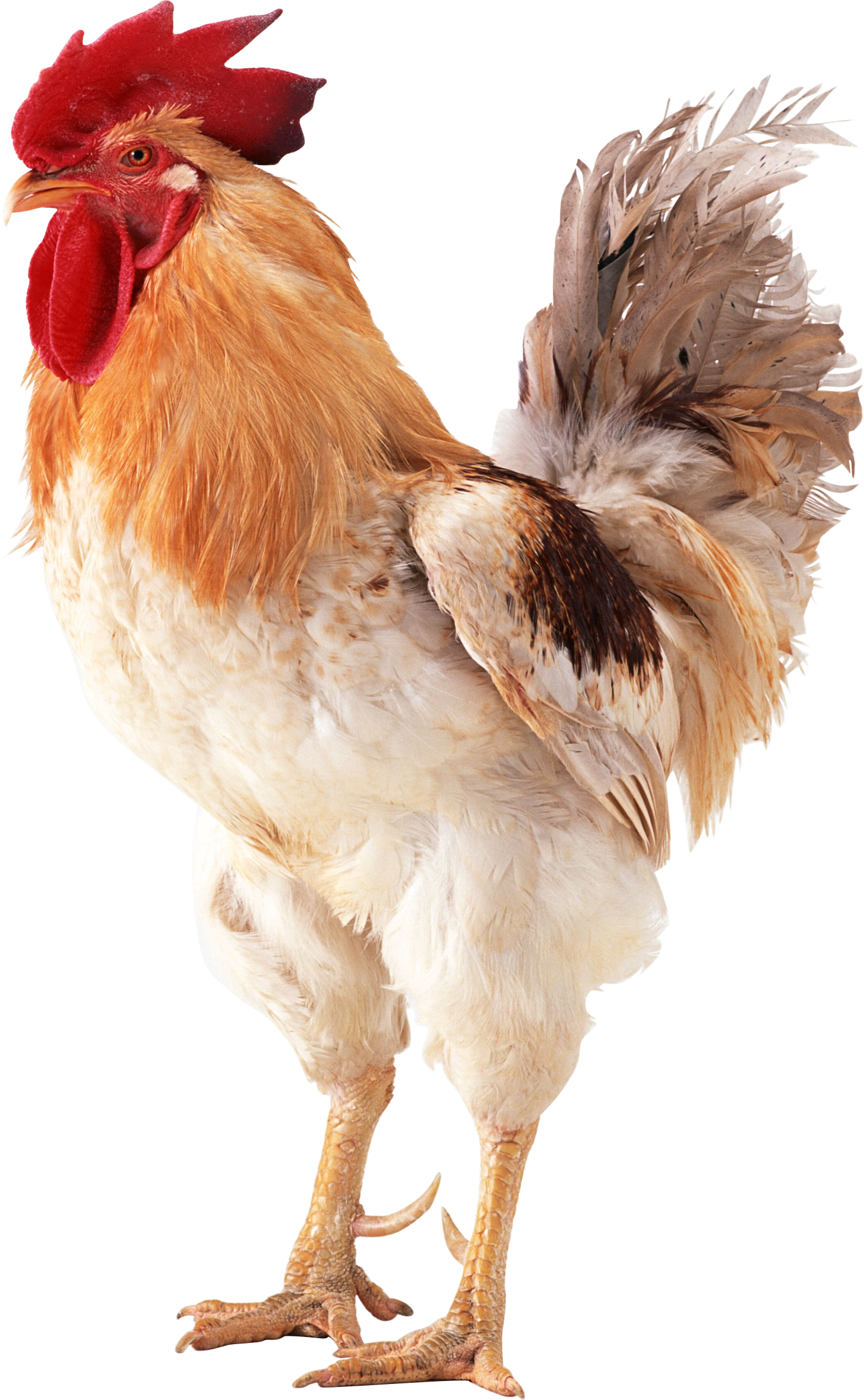 Cock HD PNG - 89652