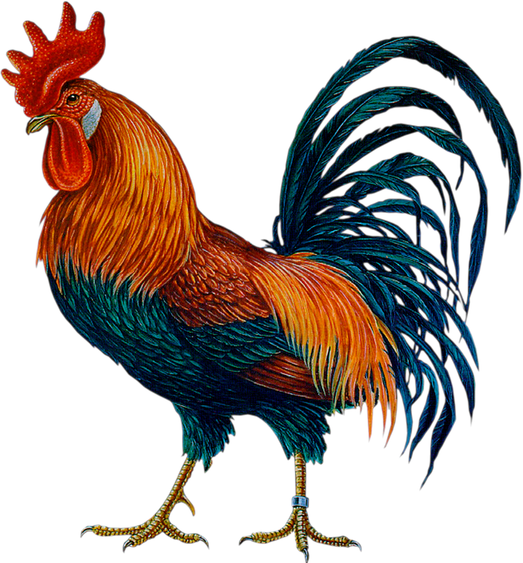 Hen, Cock, Animals, Farm