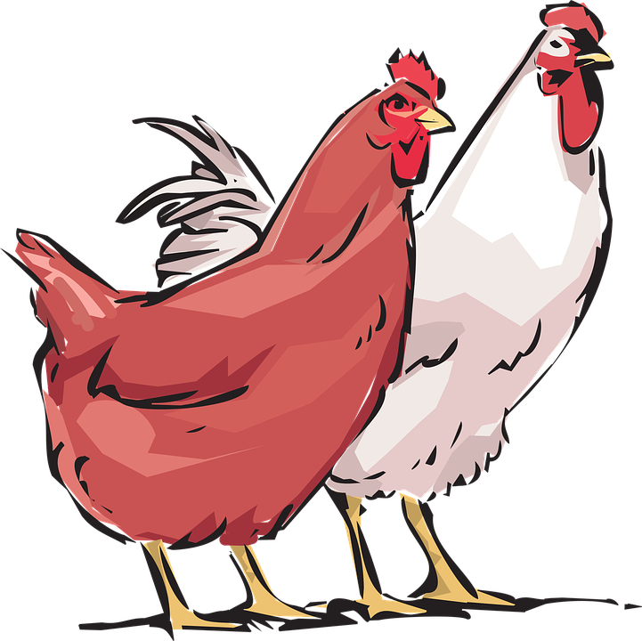 Cock HD PNG - 89655
