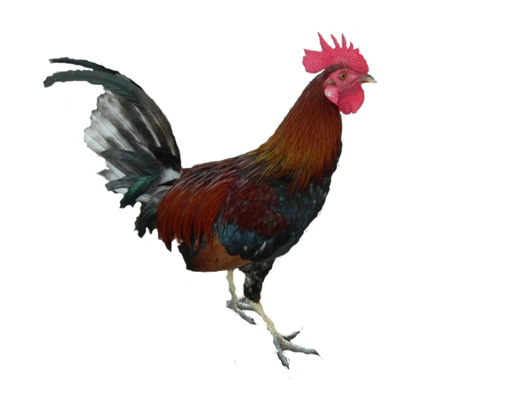 Cock HD PNG - 89650