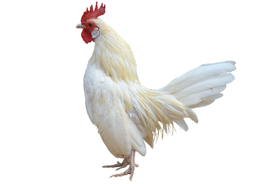 Cock HD PNG - 89657