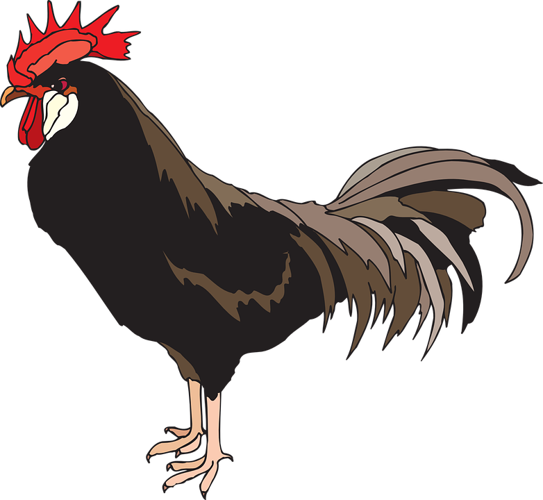 Cock HD PNG - 89659