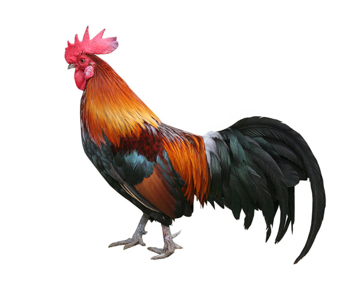 Cock HD PNG - 89651