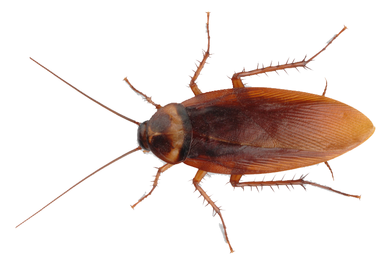 Cockroach PNG - 25773