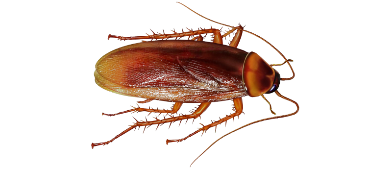 Cockroach PNG - 25766