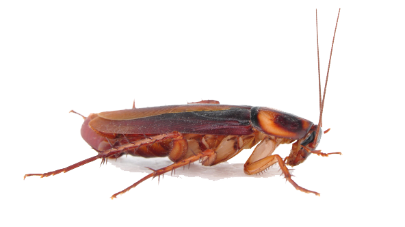 Cockroach PNG - 25765