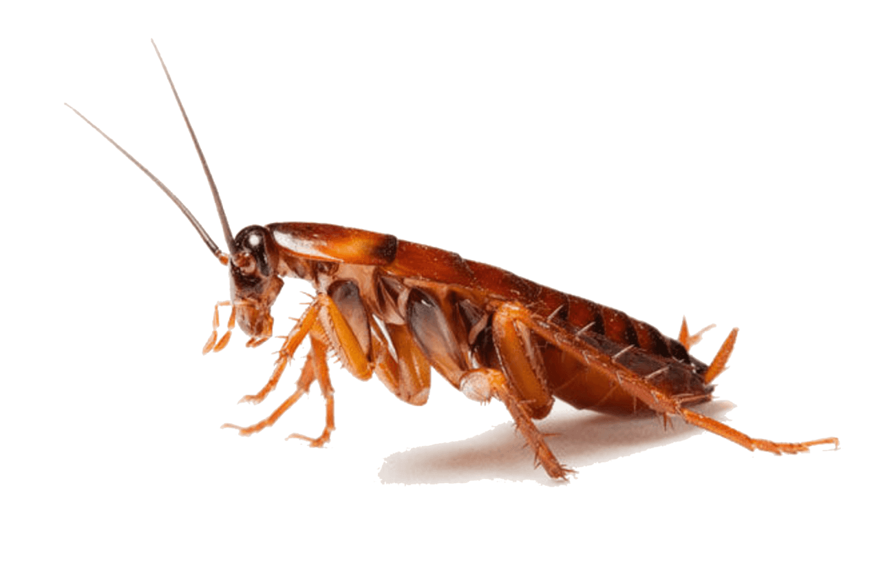 Cockroach PNG - 25775