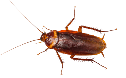 Cockroach PNG - 25772