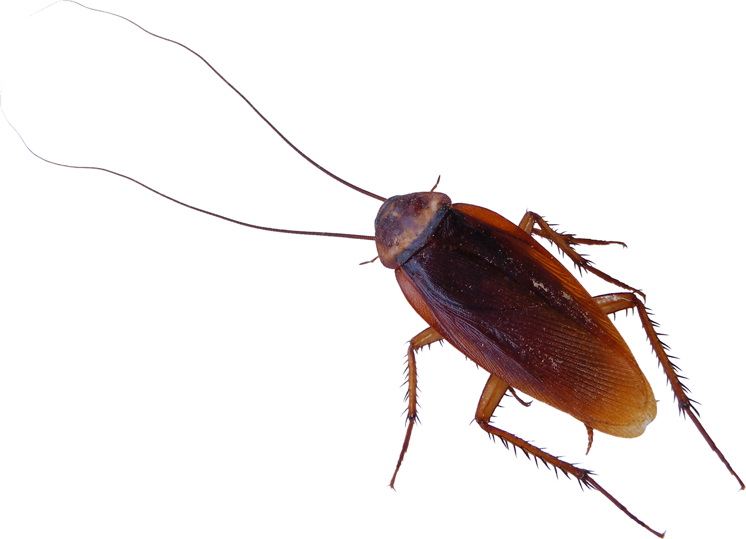 Cockroach PNG - 25764