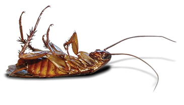 Cockroach PNG - 25771
