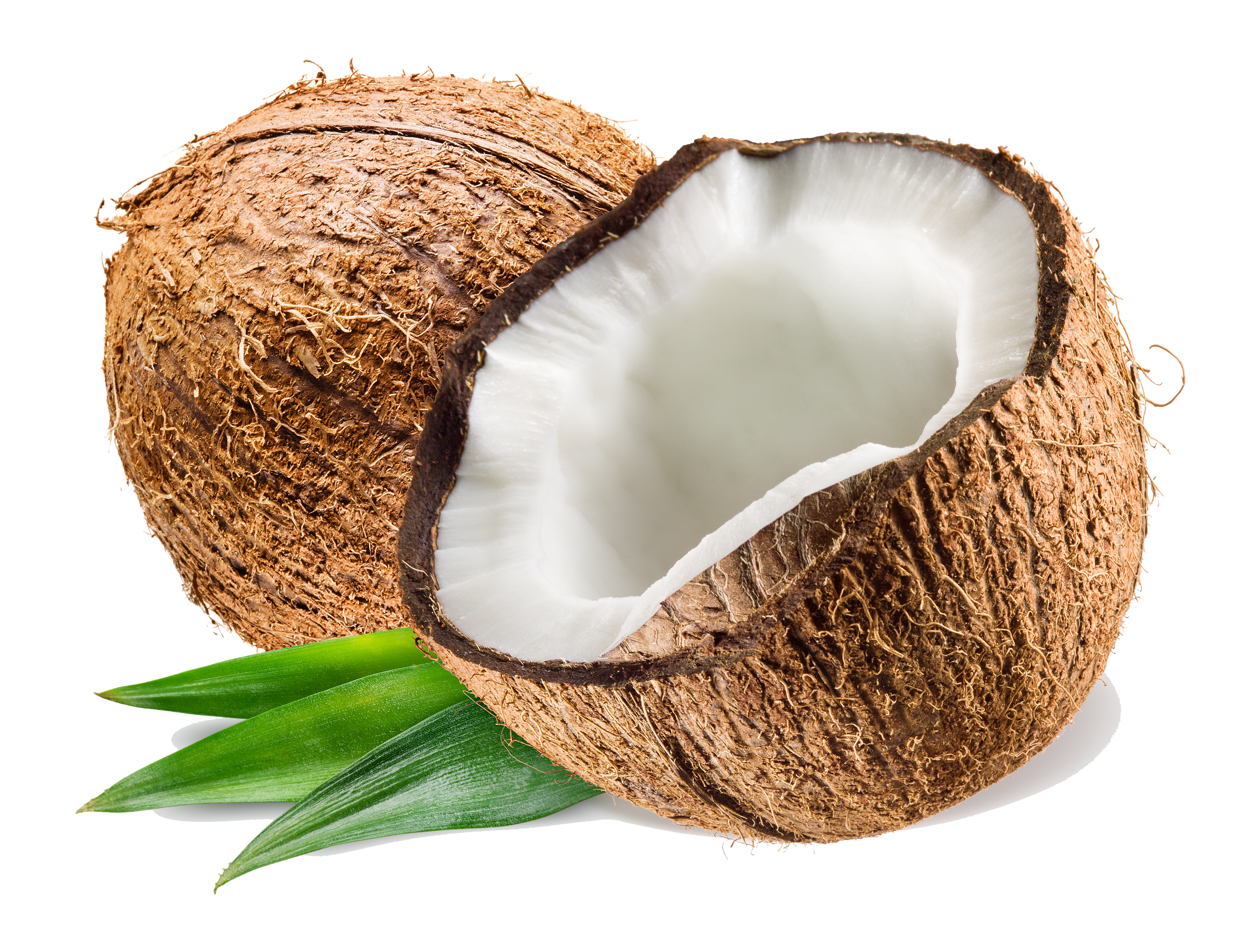 Coconut PNG - 101