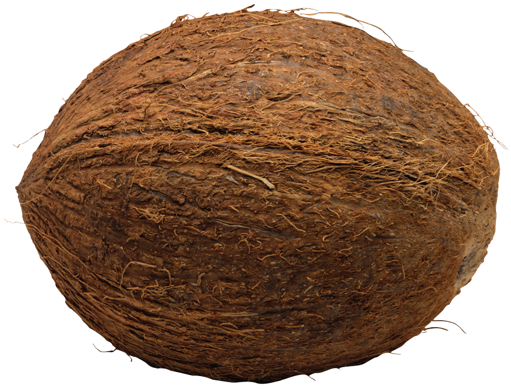 Coconut PNG - 99
