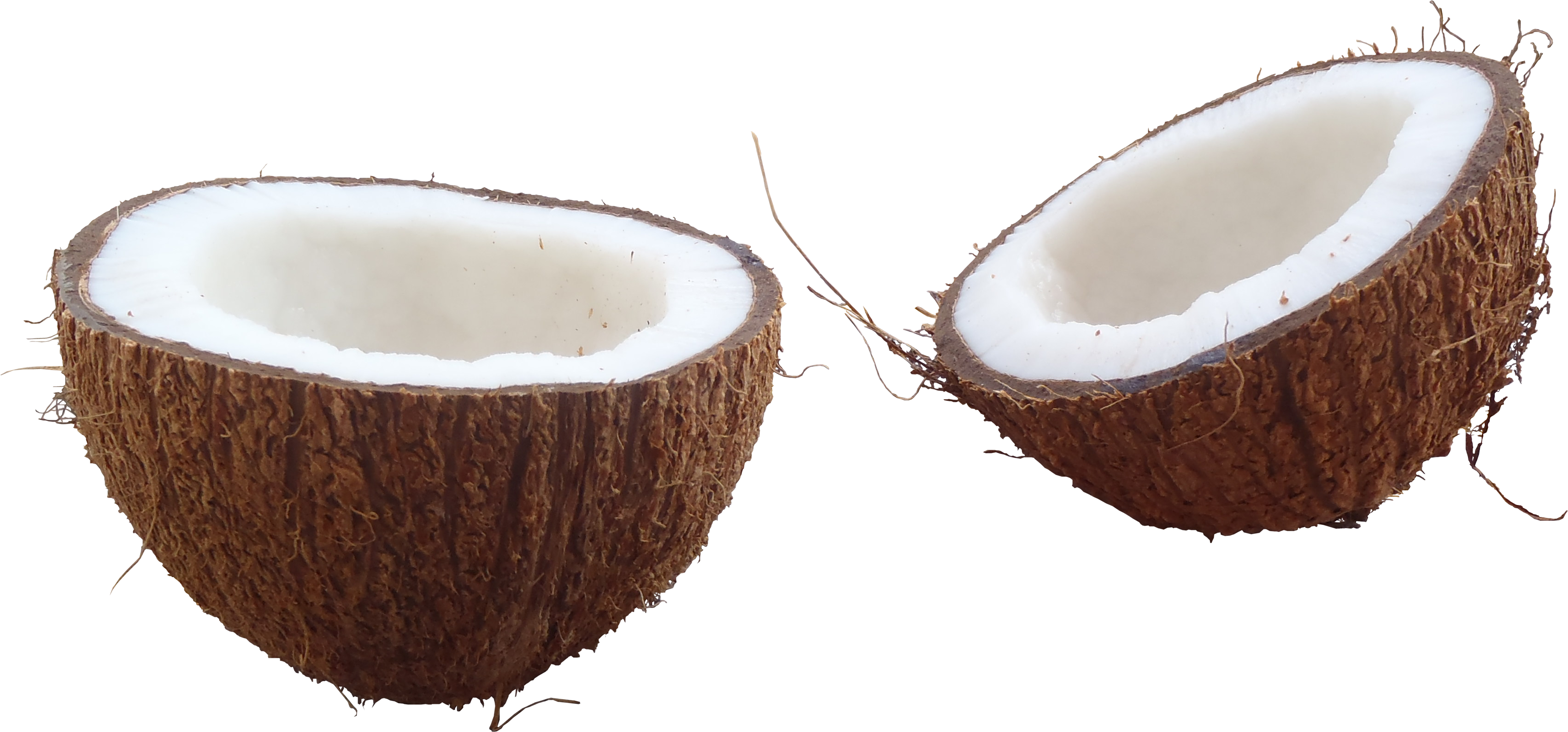 Coconut PNG - 102