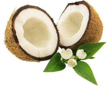 Coconut PNG - 104